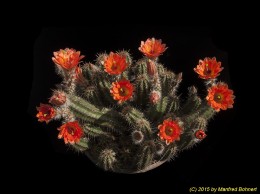 Echinocereus salm-dyckianus 766